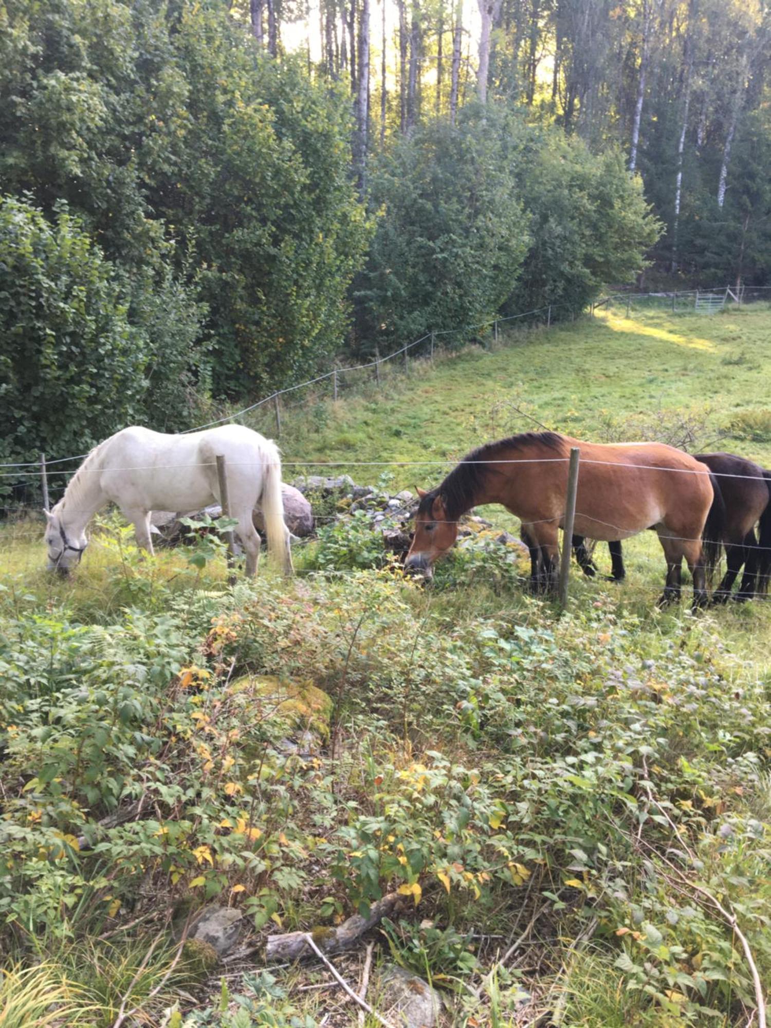 Henneviken Bnb Ed Dış mekan fotoğraf